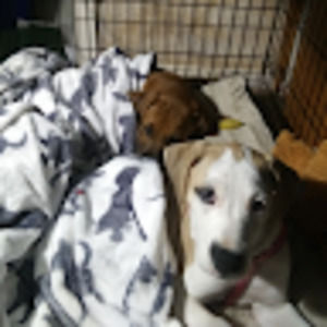 Meet your Posher, Abelle